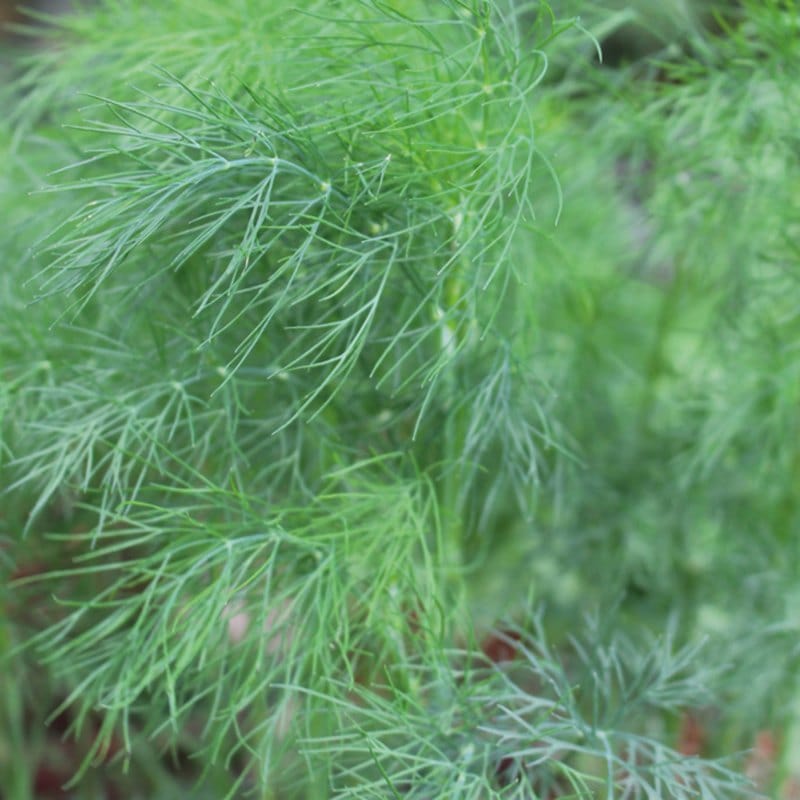 Dill Herb Plants