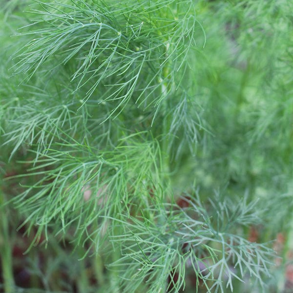 Dill Seeds - Image 3