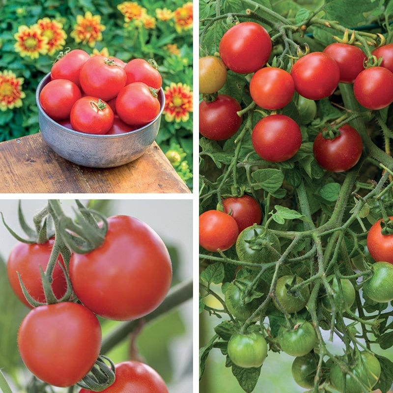 Disease Resistant Tomato Plant Collection