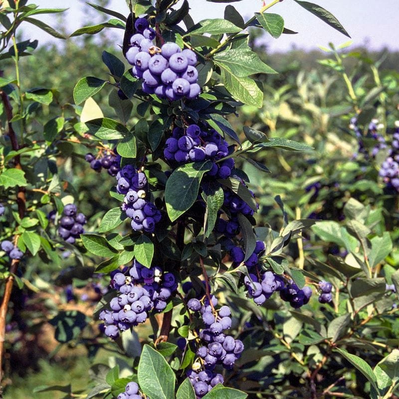 Duke Blueberry 1 x 2ltr Potted Plant - Image 2