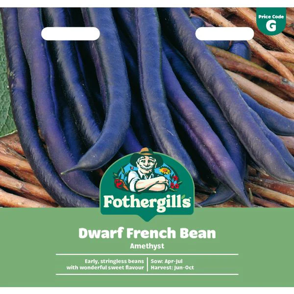 Dwarf Bean Amethyst Seeds