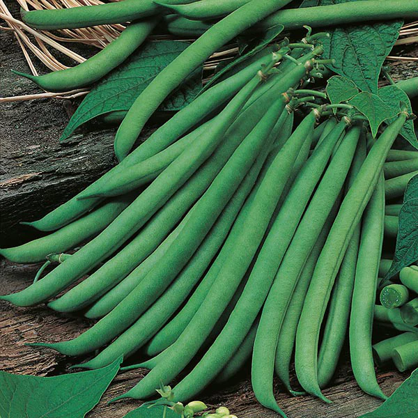 Dwarf Bean Ferrari Seeds - Image 2