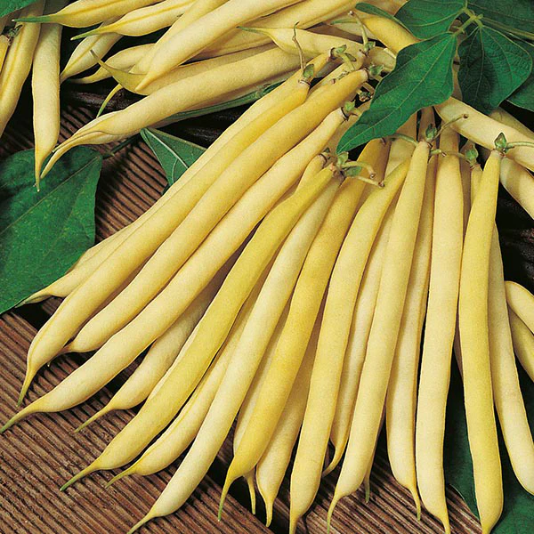 Dwarf Bean Polka Seeds - Image 2