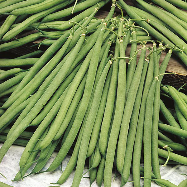 Dwarf Bean Stanley Seeds - Image 2