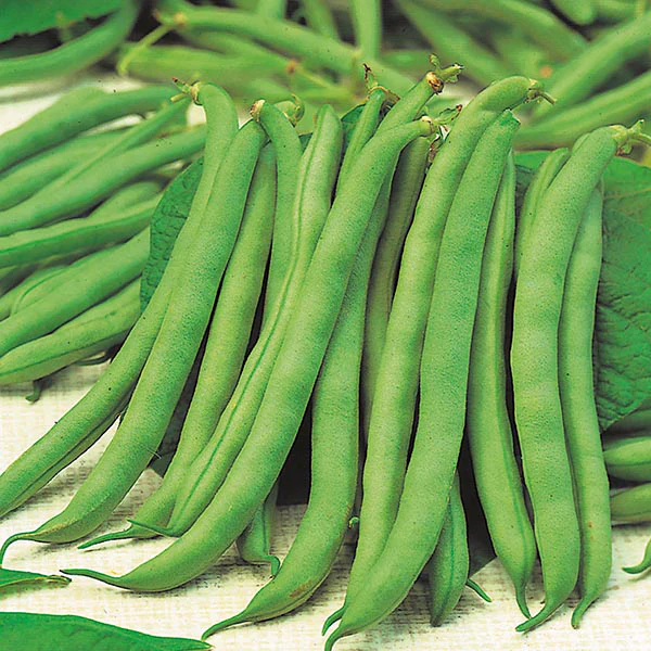 Dwarf Bean Tendergreen Seeds - Image 2