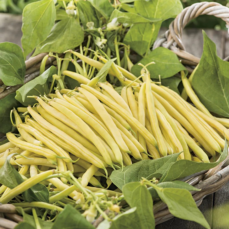 Dwarf (French) Bean Cala D'Or - Image 2