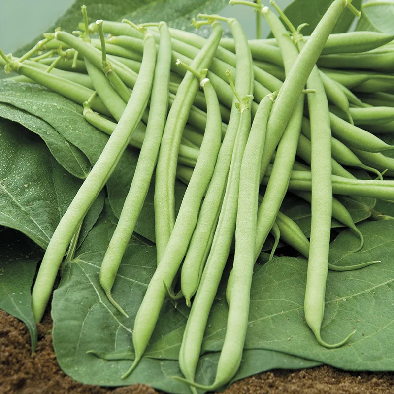 Dwarf (French) Bean Castandel - Image 2