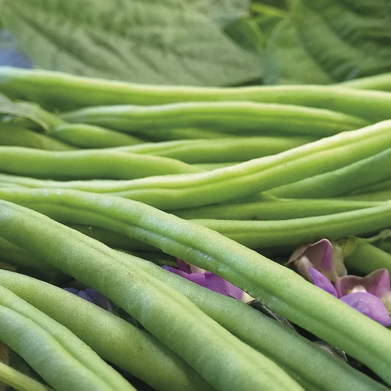 Dwarf French Bean Nautica - Image 2