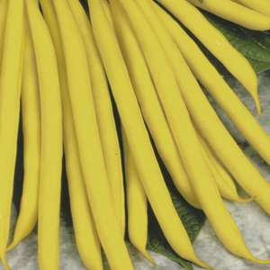 Dwarf French Bean Sonesta AGM Vegetable Plants