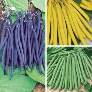 Dwarf French Bean Vegetable Plant Collection