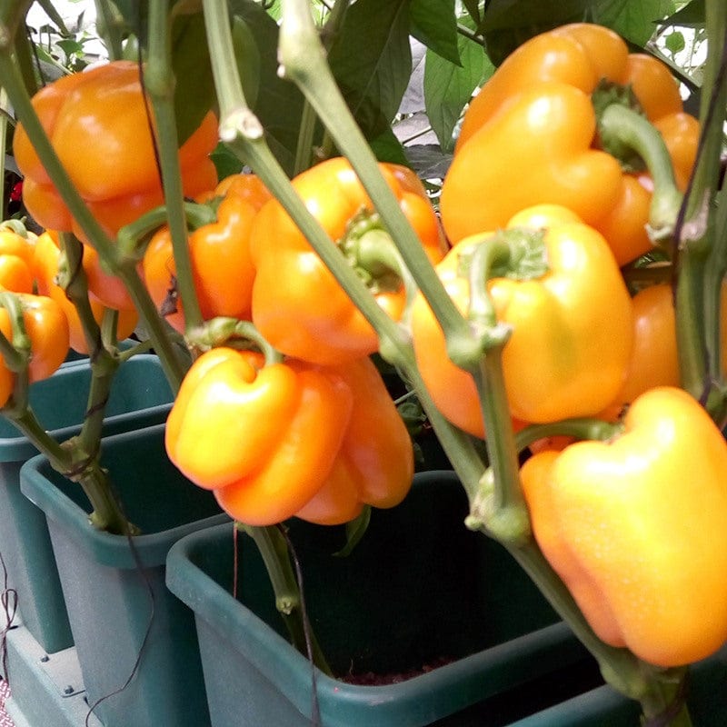 Easy2Grow Irrigation Kit - Image 4