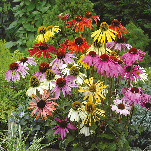 Echinacea Dreamcoat Seeds - Image 3