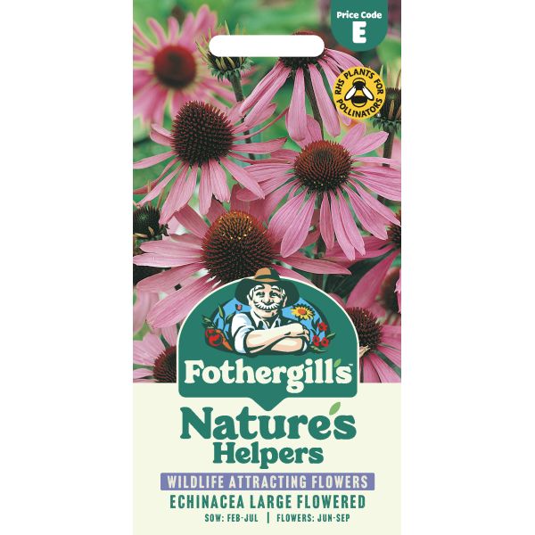 Echinacea Large Flowered Purple Coneflower Seeds