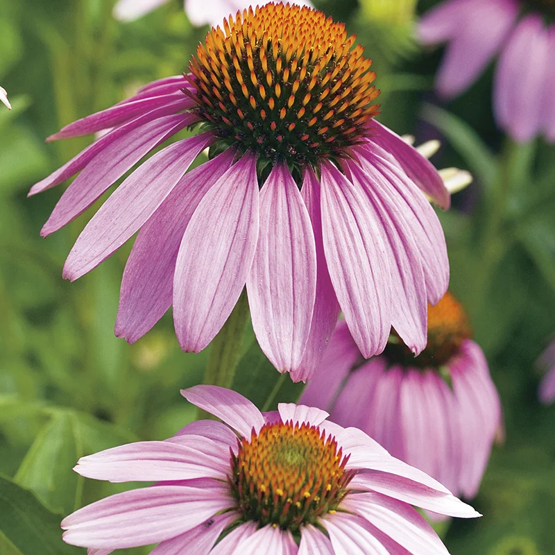 Echinacea Large Flowered Purple Coneflower Seeds - Image 3