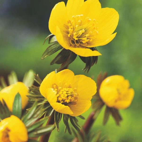 Eranthis Hyemalis Flower Bulbs - Image 2