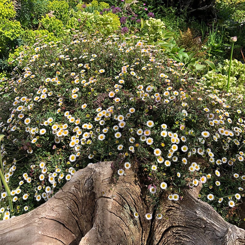 Erigeron Stallone Flower Plants - Image 5