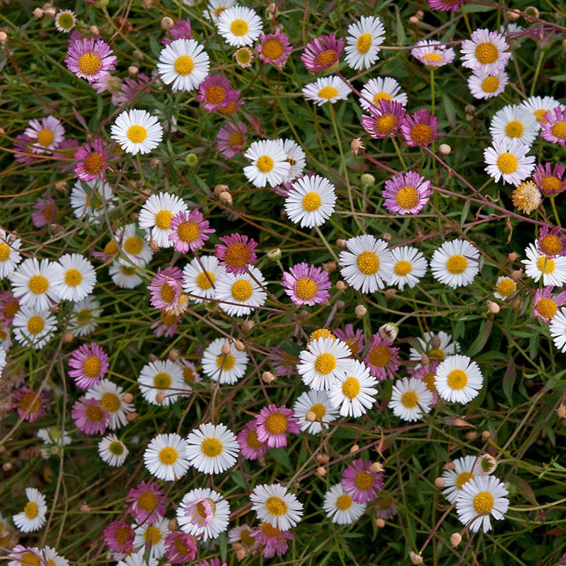 Erigeron Stallone Flower Plants - Image 7