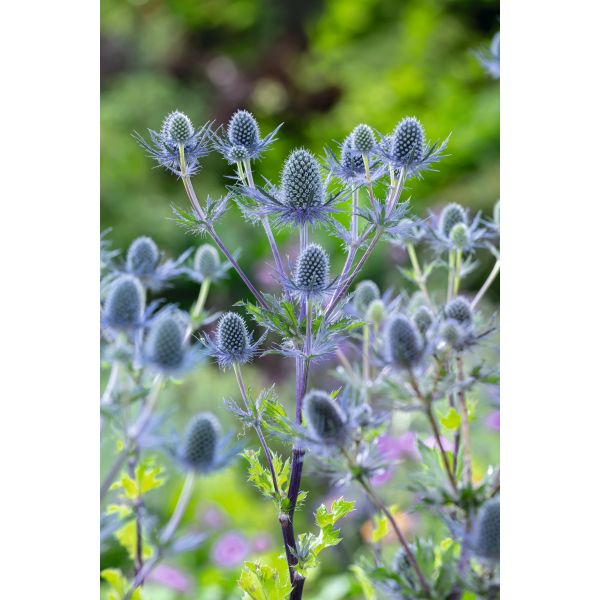 Eryngium Planum Blue Glitter Flower Plants