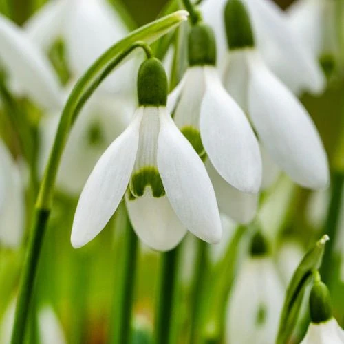 First Blooms of Spring Collection