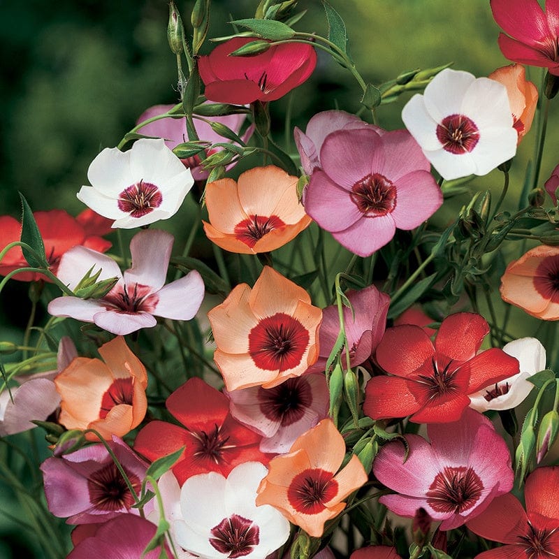 Flax (Linum) Charmer Mix Flower Seeds - Image 3