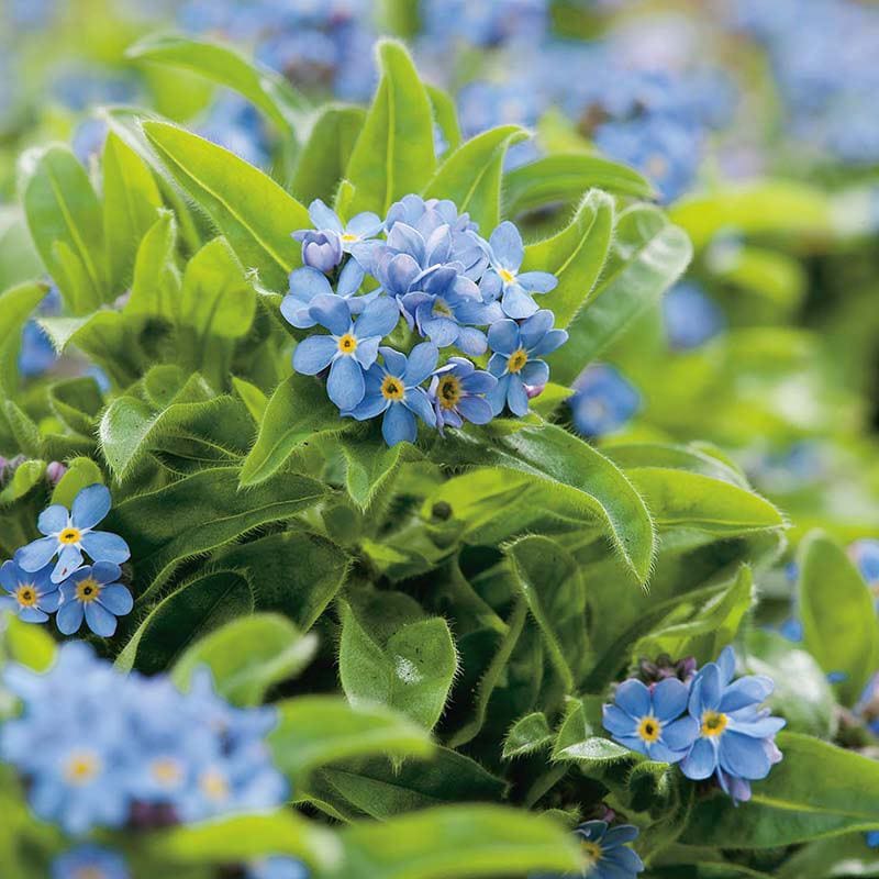 Nature's Helpers Forget-Me-Not Field Wildflower Seeds - Image 3