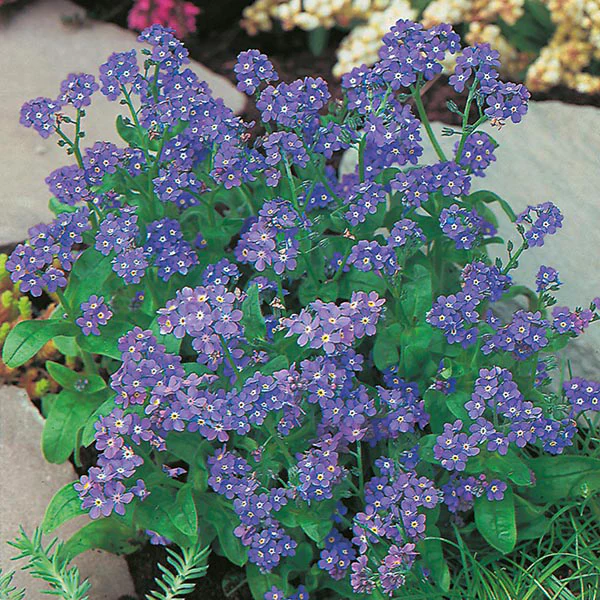 Forget Me Not Indigo Seeds - Image 3