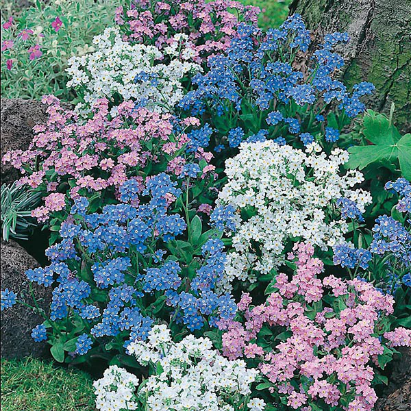Forget Me Not Mixed Seeds - Image 3
