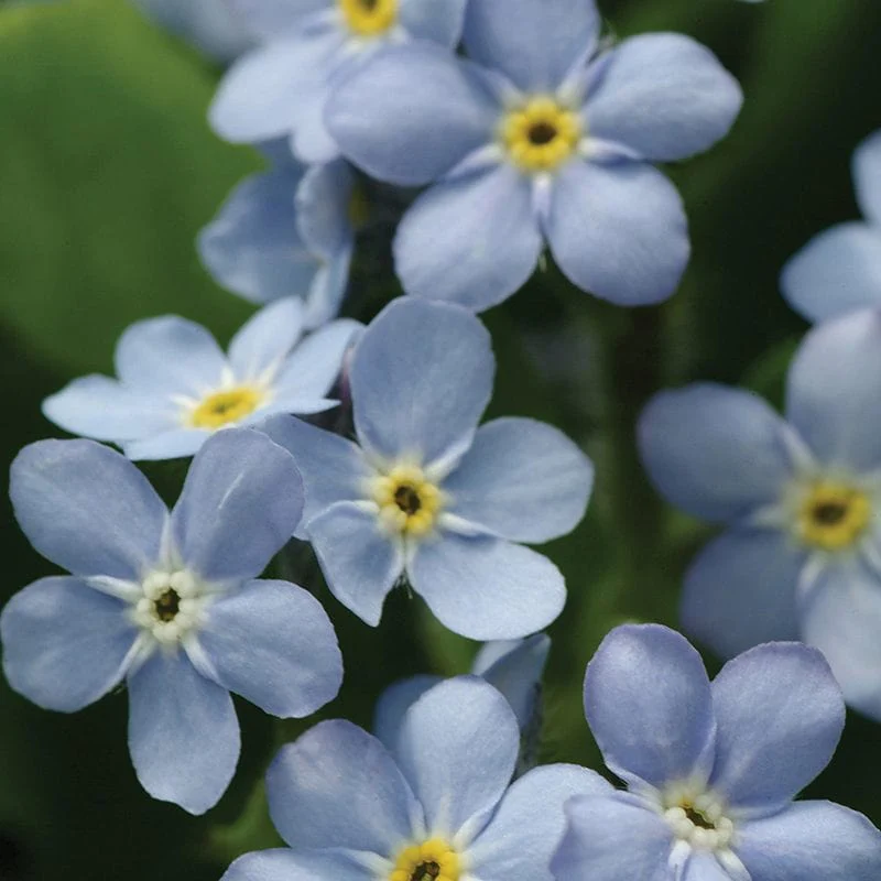 Forget-Me-Not Mon Amie Blue Bedding Flower Plants - Image 8