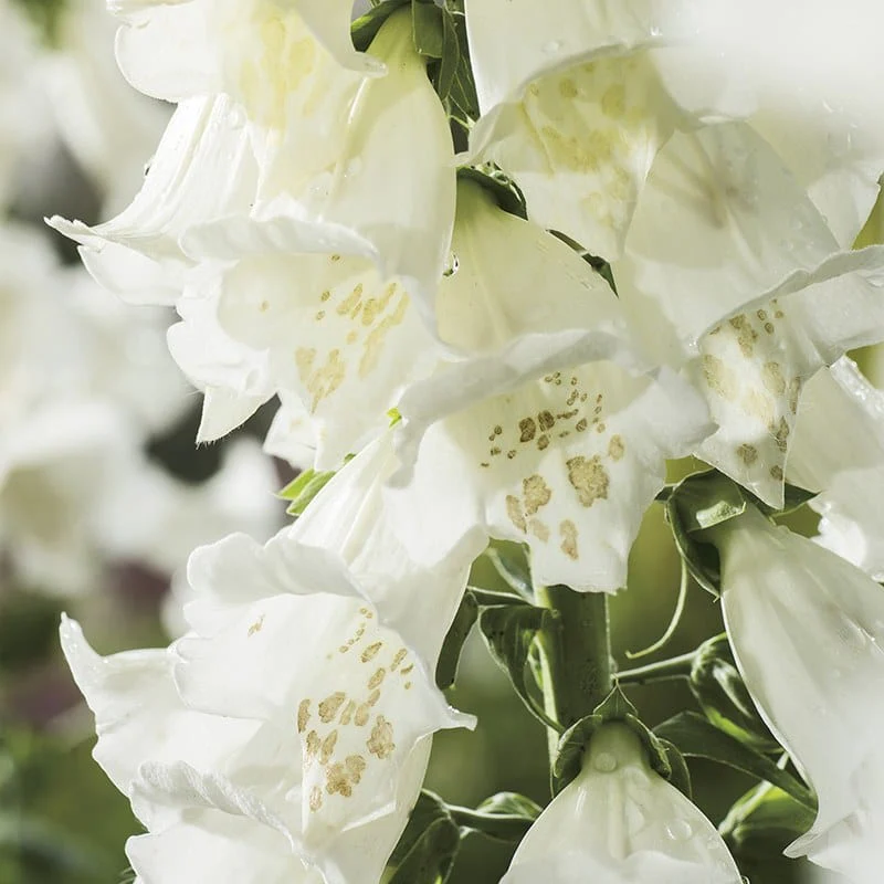 Foxglove Alba Seeds - Image 3