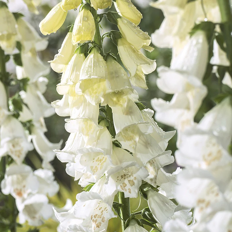 Foxglove Alba Seeds - Image 4