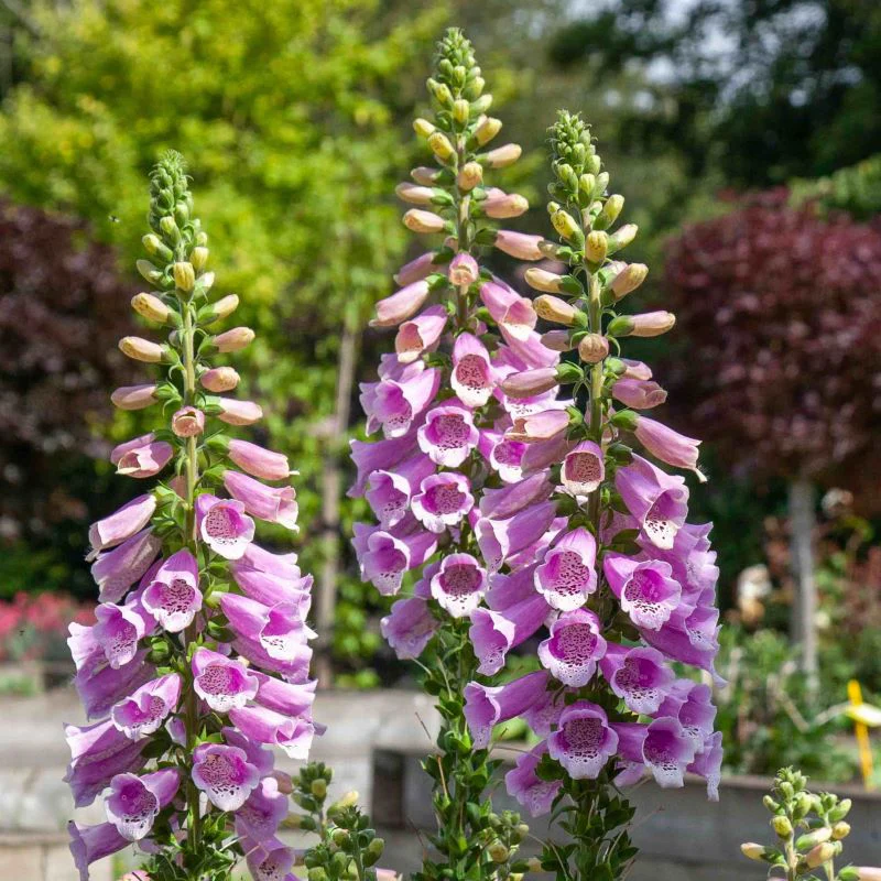 Foxglove Dottie Warm Rose F1 Seeds - Image 3