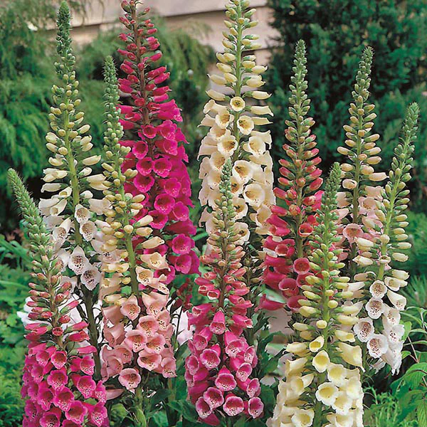 Foxglove Foxy Mixed Seeds - Image 3