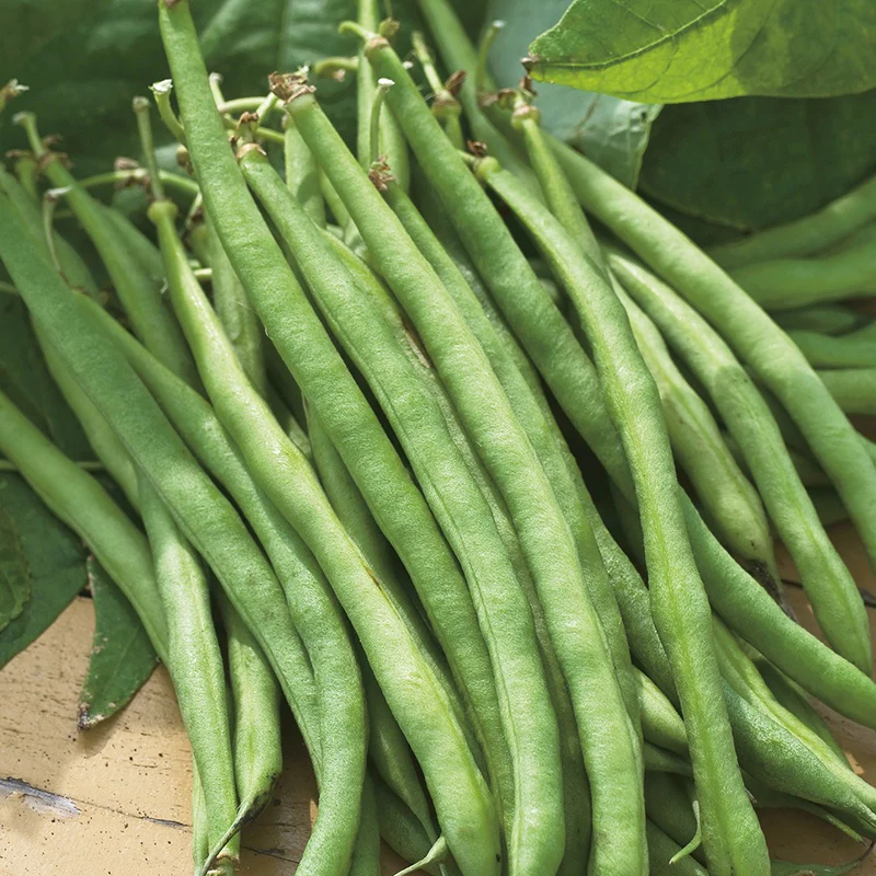French (Dwarf) Bean Organdi Vegetable Seeds - Image 2