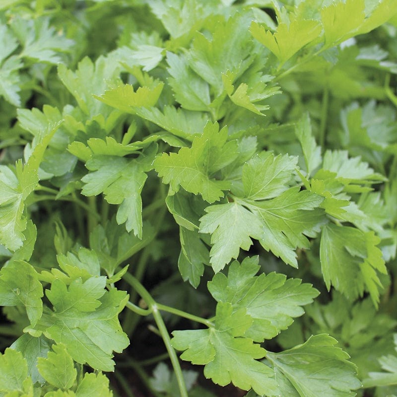 French Parsley Herb Plants
