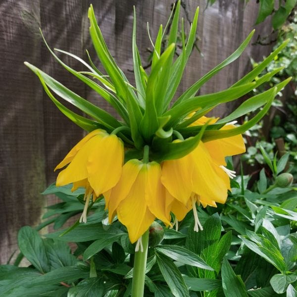 Fritillaria imperialis Lutea Flower Bulbs - Image 2