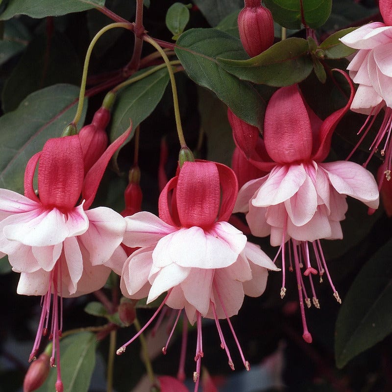 Fuchsia (Bush) Collection - Image 2