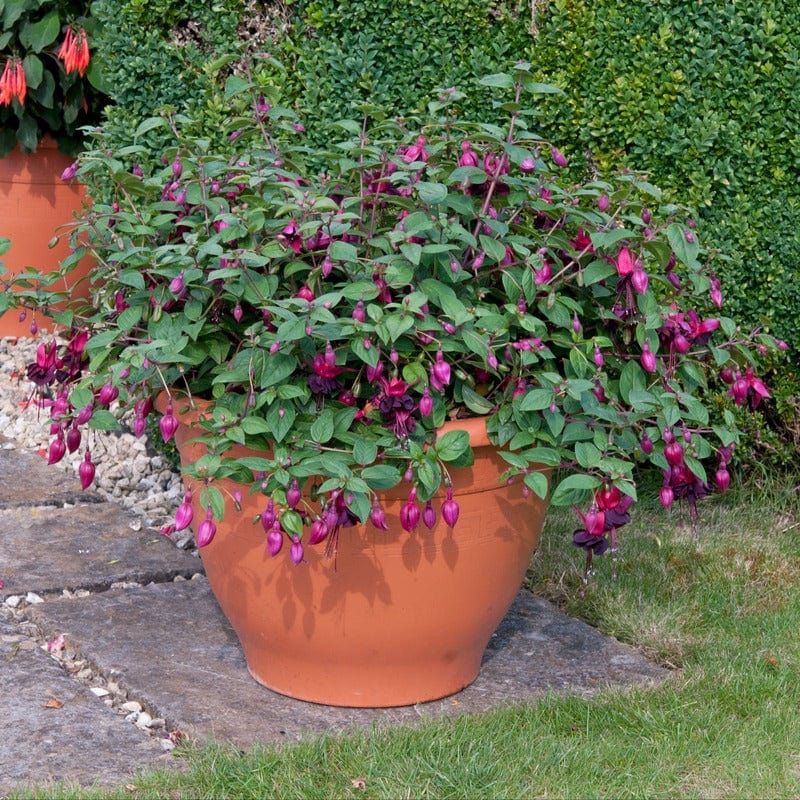 Fuchsia (Bush) Collection - Image 5