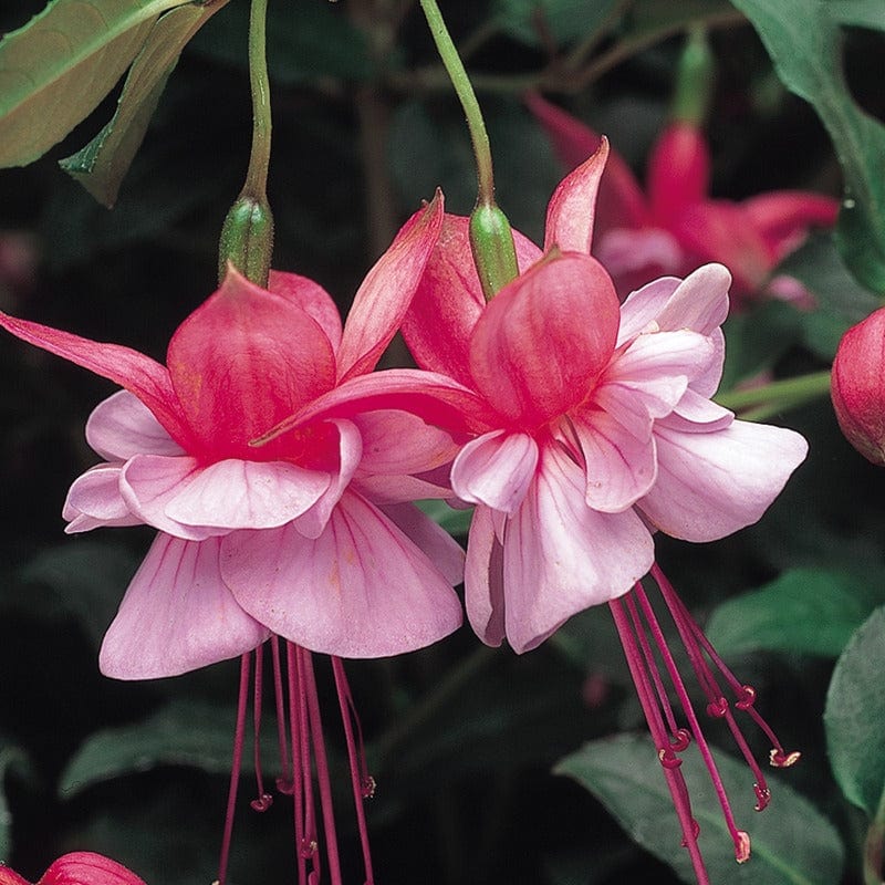 Fuchsia (Bush) Heidi Anne