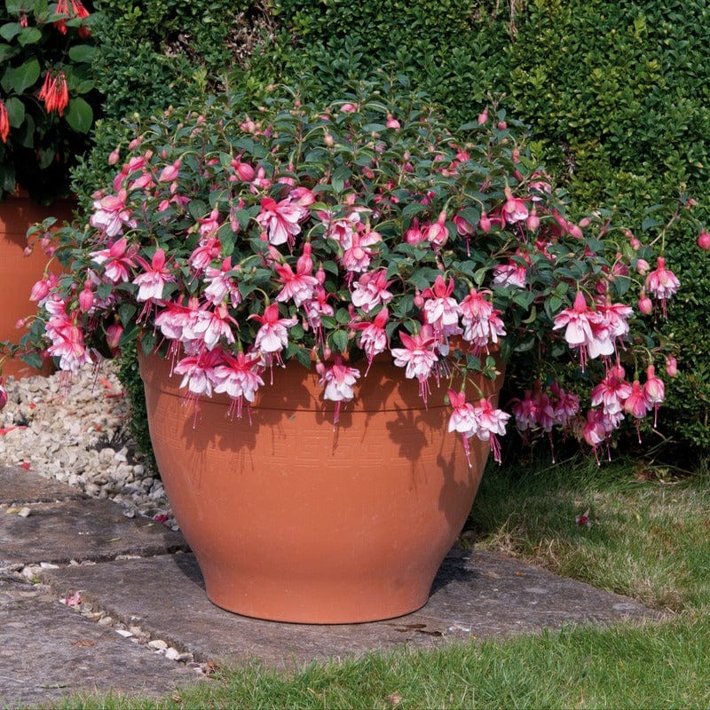 Fuchsia (Bush) Spion Kop Flower Plants - Image 2