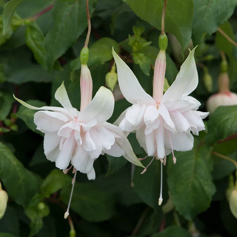 Fuchsia Giant Flowering Trailing Collection - Image 2
