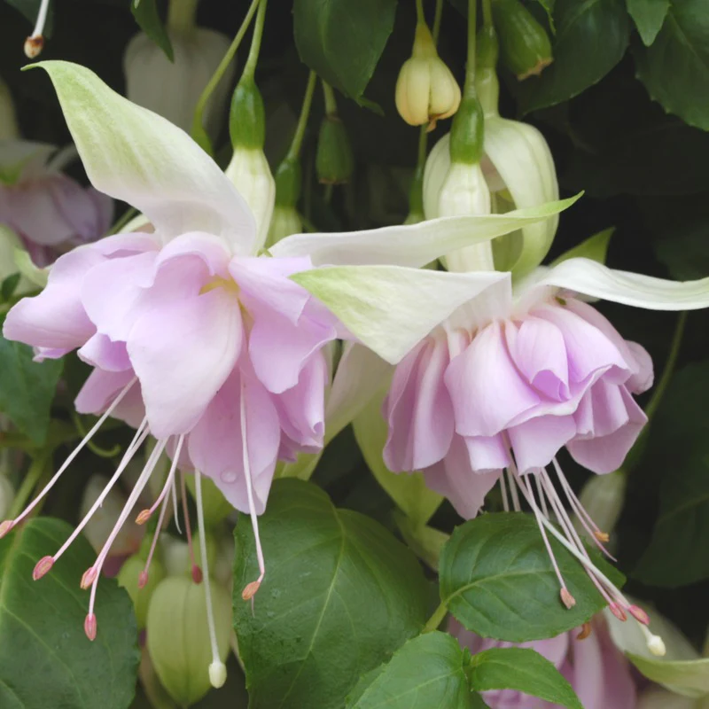 Fuchsia Giant Flowering Trailing Collection - Image 3