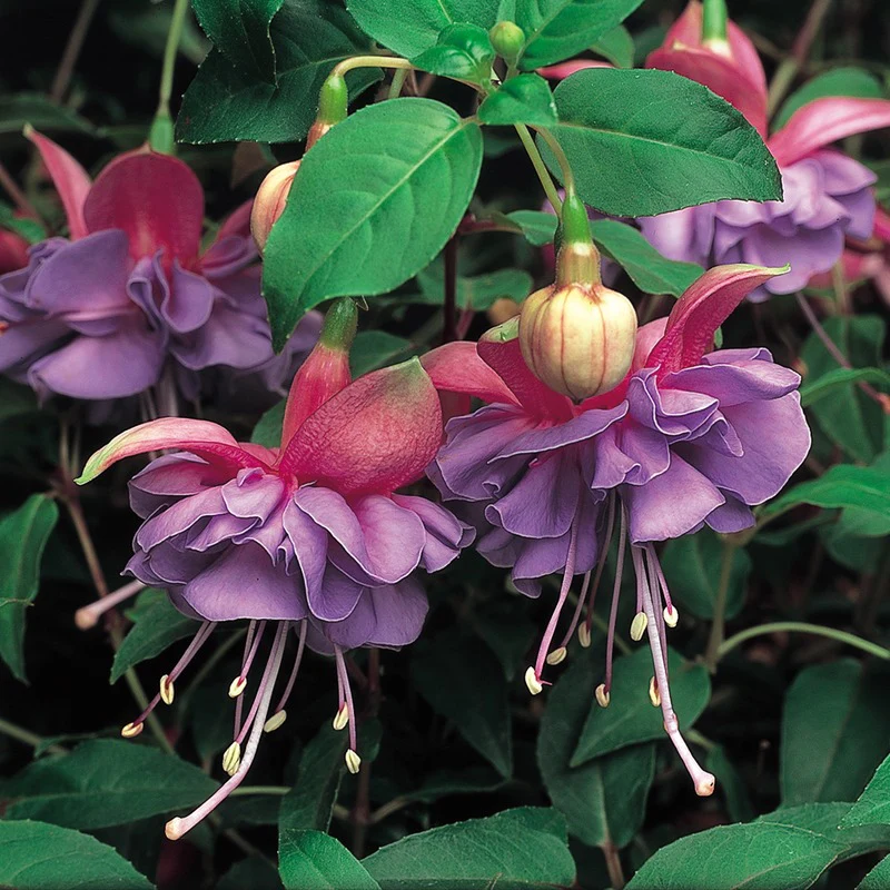 Fuchsia Giant Flowering Trailing Collection - Image 5