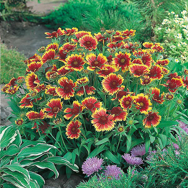 Gaillardia Goblin Seeds - Image 3