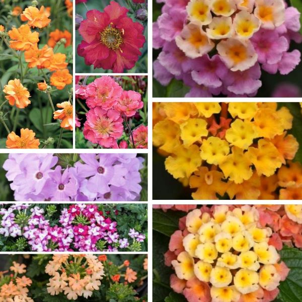 BBC Gardens World Young Flower Plant Collection