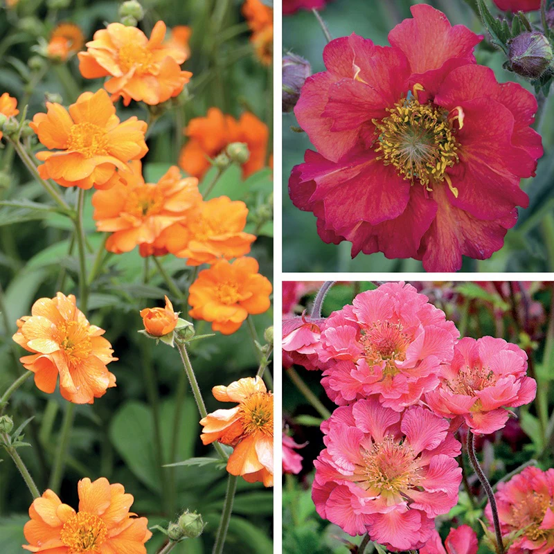 BBC Gardens World Young Flower Plant Collection - Image 2