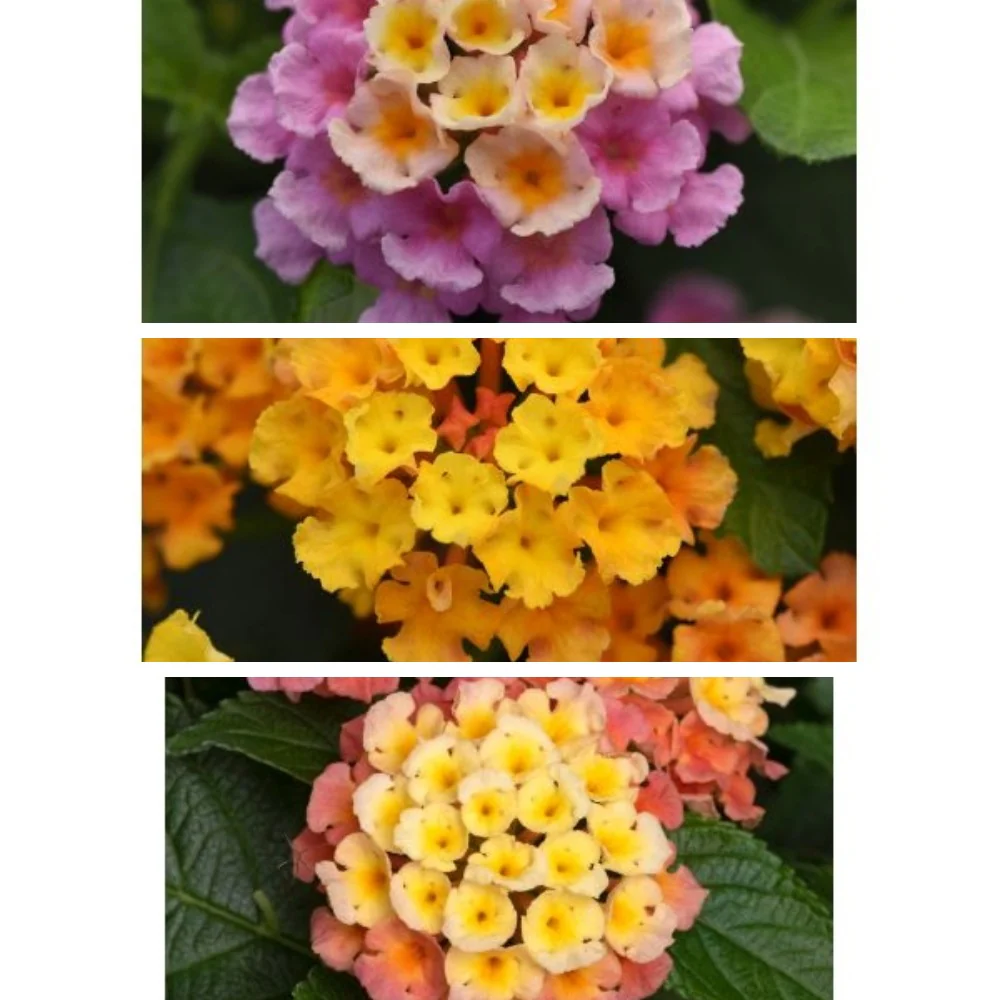 BBC Gardens World Young Flower Plant Collection - Image 3
