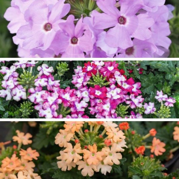 BBC Gardens World Young Flower Plant Collection - Image 4