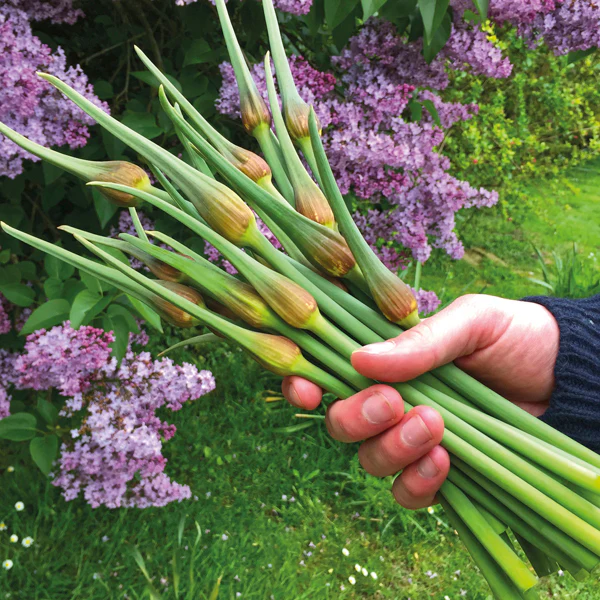 Garlic Carcassonne Wight Bulbs (Hardneck) - Image 2
