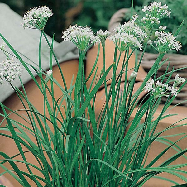 Garlic Chive Seeds - Image 3
