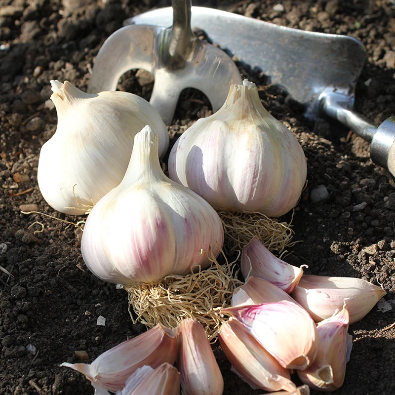 Autumn Planting Garlic Bulb Collection - Image 3